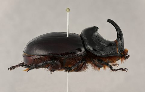 Example of pin placement on a direct pinned European Rhinoceros beetle (Oryctes nasicornis)